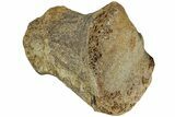 Hadrosaur (Edmontosaurus) Phalanx - Wyoming #229238-1